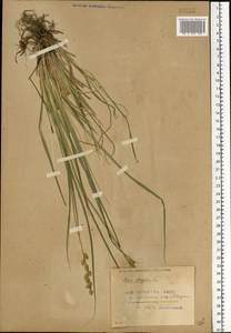 Carex elongata L., Eastern Europe, Belarus (E3a) (Belarus)