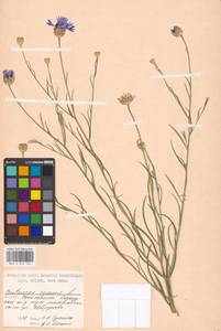 Centaurea cyanus L., Eastern Europe, Moscow region (E4a) (Russia)