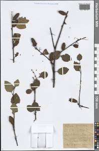 Betula fruticosa Pall., Siberia, Baikal & Transbaikal region (S4) (Russia)