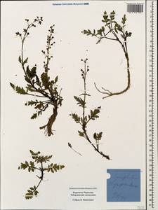 Scrophularia olympica Boiss., Caucasus, Stavropol Krai, Karachay-Cherkessia & Kabardino-Balkaria (K1b) (Russia)