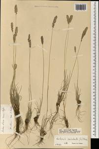 Koeleria altaica (Domin) Krylov, Mongolia (MONG) (Mongolia)