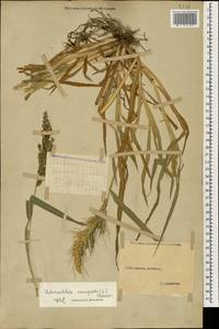 Echinochloa crus-galli (L.) P.Beauv., Caucasus, Stavropol Krai, Karachay-Cherkessia & Kabardino-Balkaria (K1b) (Russia)