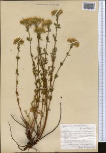 Hypericum scabrum L., Middle Asia, Dzungarian Alatau & Tarbagatai (M5) (Kazakhstan)