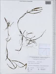 Potamogeton maackianus A.Benn., Siberia, Chukotka & Kamchatka (S7) (Russia)