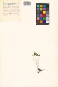 Gymnocarpium robertianum (Hoffm.) Newman, Siberia, Russian Far East (S6) (Russia)
