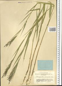 Phragmites australis (Cav.) Trin. ex Steud., Siberia, Altai & Sayany Mountains (S2) (Russia)