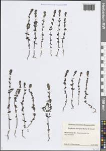 Euphrasia × vernalis List, Eastern Europe, Northern region (E1) (Russia)