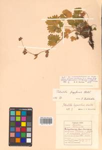 Potentilla fragiformis Willd. ex D. F. K. Schltdl., Siberia, Russian Far East (S6) (Russia)