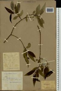 Salix fragilis L., Eastern Europe, South Ukrainian region (E12) (Ukraine)