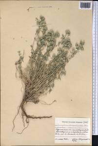 Ziziphora clinopodioides Lam., Middle Asia, Karakum (M6) (Turkmenistan)