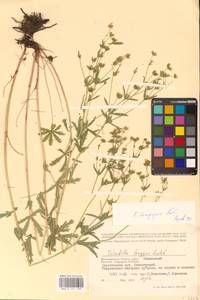 Potentilla longipes Ledeb., Eastern Europe, Lower Volga region (E9) (Russia)