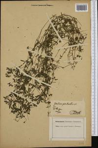 Galium palustre L., Western Europe (EUR) (Germany)