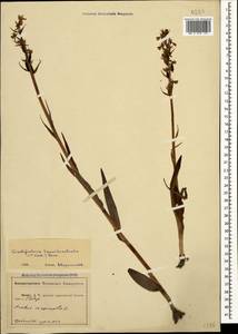 Dactylorhiza urvilleana (Steud.) H.Baumann & Künkele, Caucasus, Abkhazia (K4a) (Abkhazia)