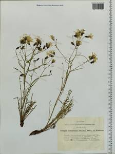 Crepidiastrum tenuifolium (Willd.) Sennikov, Siberia, Altai & Sayany Mountains (S2) (Russia)