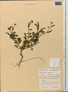 Heliotropium suaveolens, Caucasus, Dagestan (K2) (Russia)