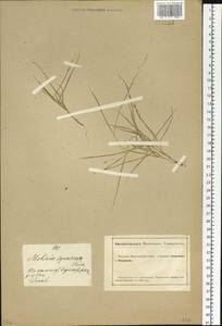 Cleistogenes squarrosa (Trin.) Keng, Siberia, Altai & Sayany Mountains (S2) (Russia)