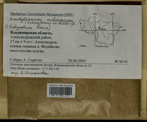 Brachythecium mildeanum (Schimp.) Schimp. ex Milde, Bryophytes, Bryophytes - Middle Russia (B6) (Russia)