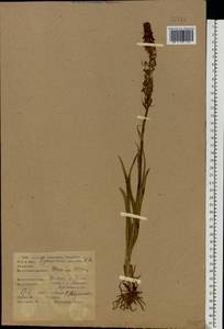 Gymnadenia conopsea (L.) R.Br., Eastern Europe, North-Western region (E2) (Russia)