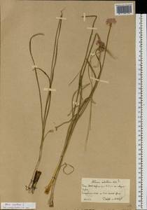 Allium angulosum L., Eastern Europe, Eastern region (E10) (Russia)