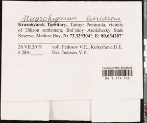 Hygrohypnum luridum (Hedw.) Jenn., Bryophytes, Bryophytes - Krasnoyarsk Krai, Tyva & Khakassia (B17) (Russia)