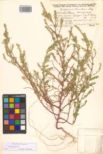 Corispermum sibiricum Iljin, Siberia, Russian Far East (S6) (Russia)