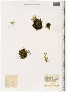 Lycopodioides helvetica (L.) Kuntze, Caucasus, Stavropol Krai, Karachay-Cherkessia & Kabardino-Balkaria (K1b) (Russia)