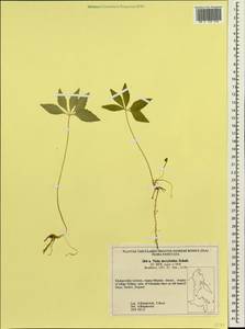 Viola dactyloides Roem. & Schult., Siberia, Russian Far East (S6) (Russia)