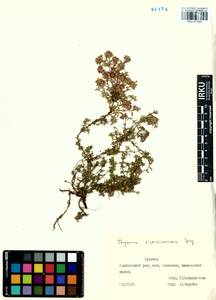 Thymus eravinensis Serg., Siberia, Baikal & Transbaikal region (S4) (Russia)