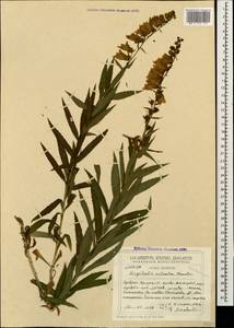 Digitalis ciliata Trautv., Caucasus, Georgia (K4) (Georgia)