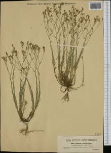 Linum tenuifolium L., Western Europe (EUR) (Austria)