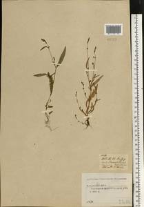 Persicaria minor (Huds.) Opiz, Eastern Europe, Central forest region (E5) (Russia)