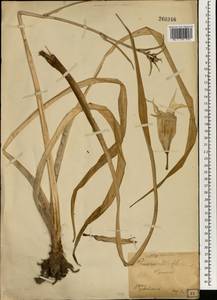 Hemerocallis lilioasphodelus L., South Asia, South Asia (Asia outside ex-Soviet states and Mongolia) (ASIA) (Japan)