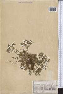 Dimorphosciadium gayoides (Regel & Schmalh.) Pimenov, Middle Asia, Pamir & Pamiro-Alai (M2) (Kyrgyzstan)