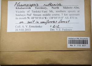 MW 9 110 801, Pleuroziopsis ruthenica (Weinm.) Kindb. ex E. Britton, Bryophytes, Bryophytes - Russian Far East (excl. Chukotka & Kamchatka) (B20) (Russia)