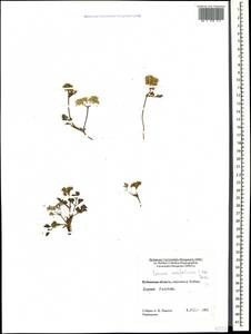 Carum meifolium (M. Bieb.) Boiss., Caucasus, Stavropol Krai, Karachay-Cherkessia & Kabardino-Balkaria (K1b) (Russia)
