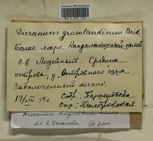 Dicranum angustum Lindb., Bryophytes, Bryophytes - Karelia, Leningrad & Murmansk Oblasts (B4) (Russia)