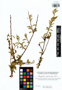 Prunus sibirica L., Siberia, Baikal & Transbaikal region (S4) (Russia)