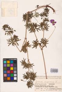 Geranium sanguineum L., Eastern Europe, Lower Volga region (E9) (Russia)