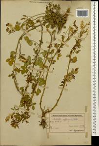 Melilotus officinalis (L.) Lam., Caucasus, Azerbaijan (K6) (Azerbaijan)