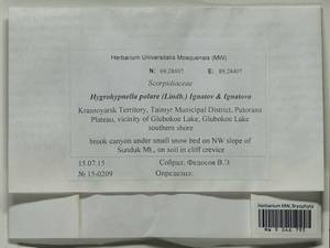 Hygrohypnella polaris (Lindb.) Ignatov & Ignatova, Bryophytes, Bryophytes - Krasnoyarsk Krai, Tyva & Khakassia (B17) (Russia)