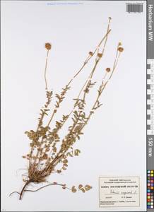 Poterium sanguisorba, Eastern Europe, Rostov Oblast (E12a) (Russia)