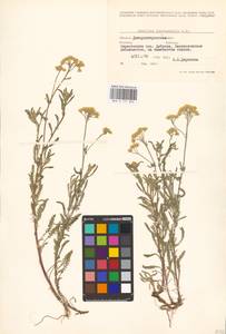 Achillea leptophylla M. Bieb., Eastern Europe, South Ukrainian region (E12) (Ukraine)