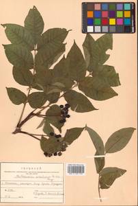 Phellodendron amurense var. sachalinense F.Schmidt, Siberia, Russian Far East (S6) (Russia)