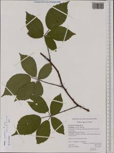 Rubus opacus Focke, Western Europe (EUR) (Germany)