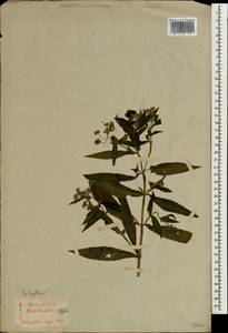 Eclipta alba (L.) Hassk., South Asia, South Asia (Asia outside ex-Soviet states and Mongolia) (ASIA) (Japan)