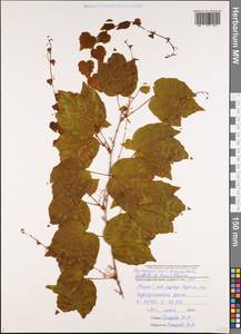 Parthenocissus tricuspidata (Siebold & Zucc.) Planch., Caucasus, Black Sea Shore (from Novorossiysk to Adler) (K3) (Russia)