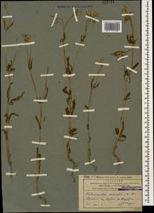Valerianella coronata (L.) DC., Caucasus, Armenia (K5) (Armenia)