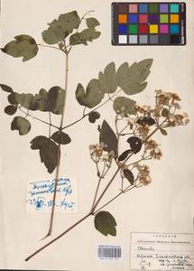 Clematis vitalba L., Eastern Europe, West Ukrainian region (E13) (Ukraine)