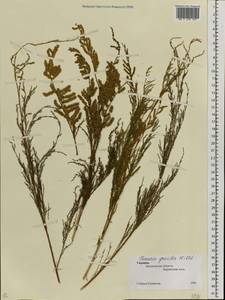 Tamarix gracilis Willd., Eastern Europe, South Ukrainian region (E12) (Ukraine)