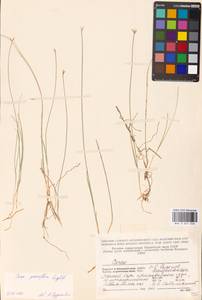 Carex pauciflora Lightf., Eastern Europe, Northern region (E1) (Russia)